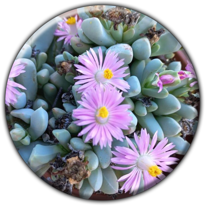Woestynplasie Nursery - Gift, Curio, Novelty & Souvenir Shops in Swakopmund, Namibia