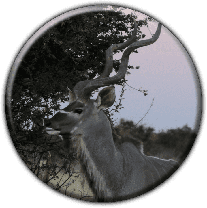 Hamakari Jagdfarm Dickman WG - Hunting Farms & Safaris in Otjiwarongo, Namibia