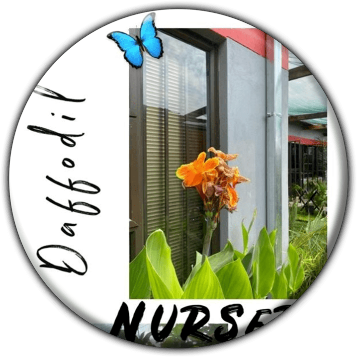 Daffodil Gardens - Nurseries in Oshakati, Namibia