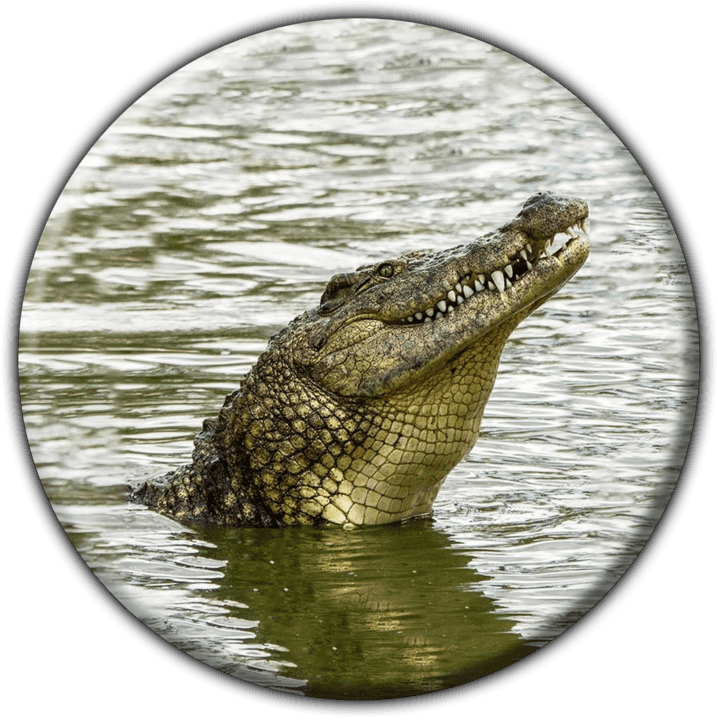 Crocodile Farm Restaurant - Restaurants in Otjiwarongo, Namibia