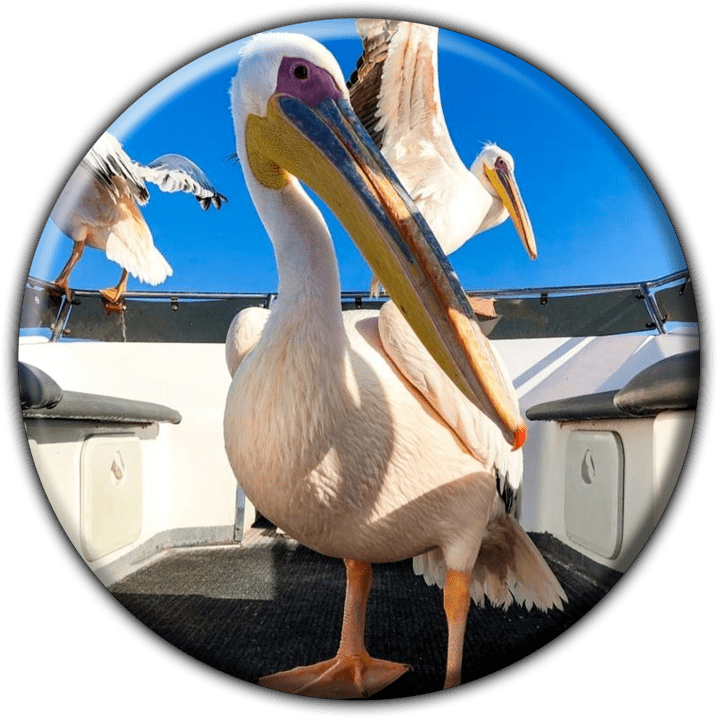 Mola Mola Safaris - Tours and Safaris Operators in Walvis Bay, Namibia