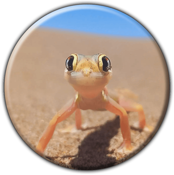 Namdunes Tours & Safari - Tours and Safaris Operators in Walvis Bay, Namibia